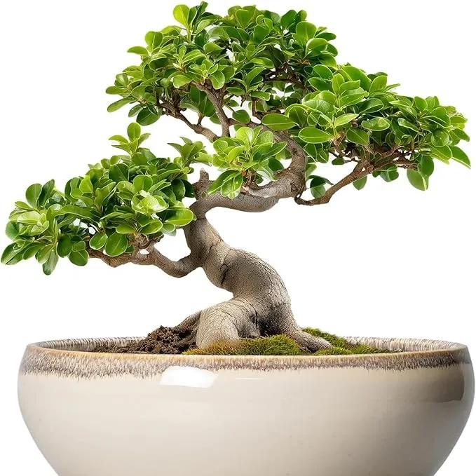 SQOWL Bonsai Tree Pots