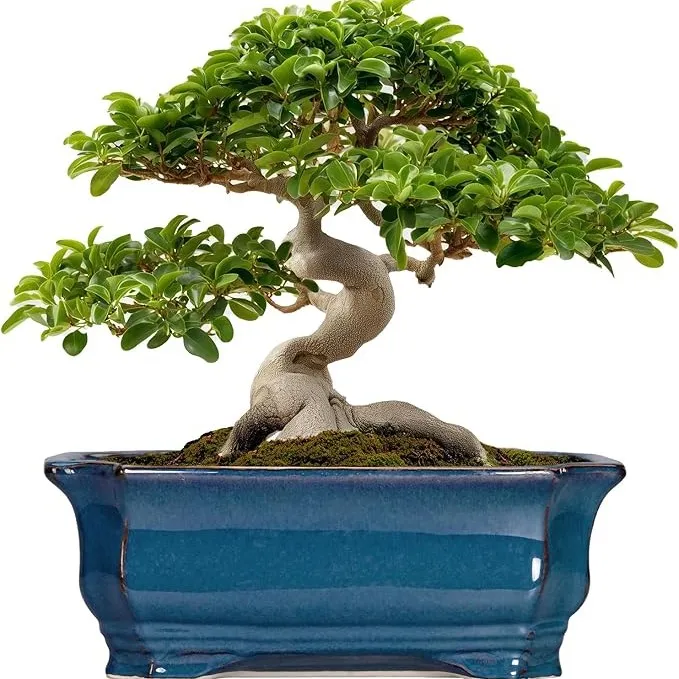 Bonsai Tree Pot