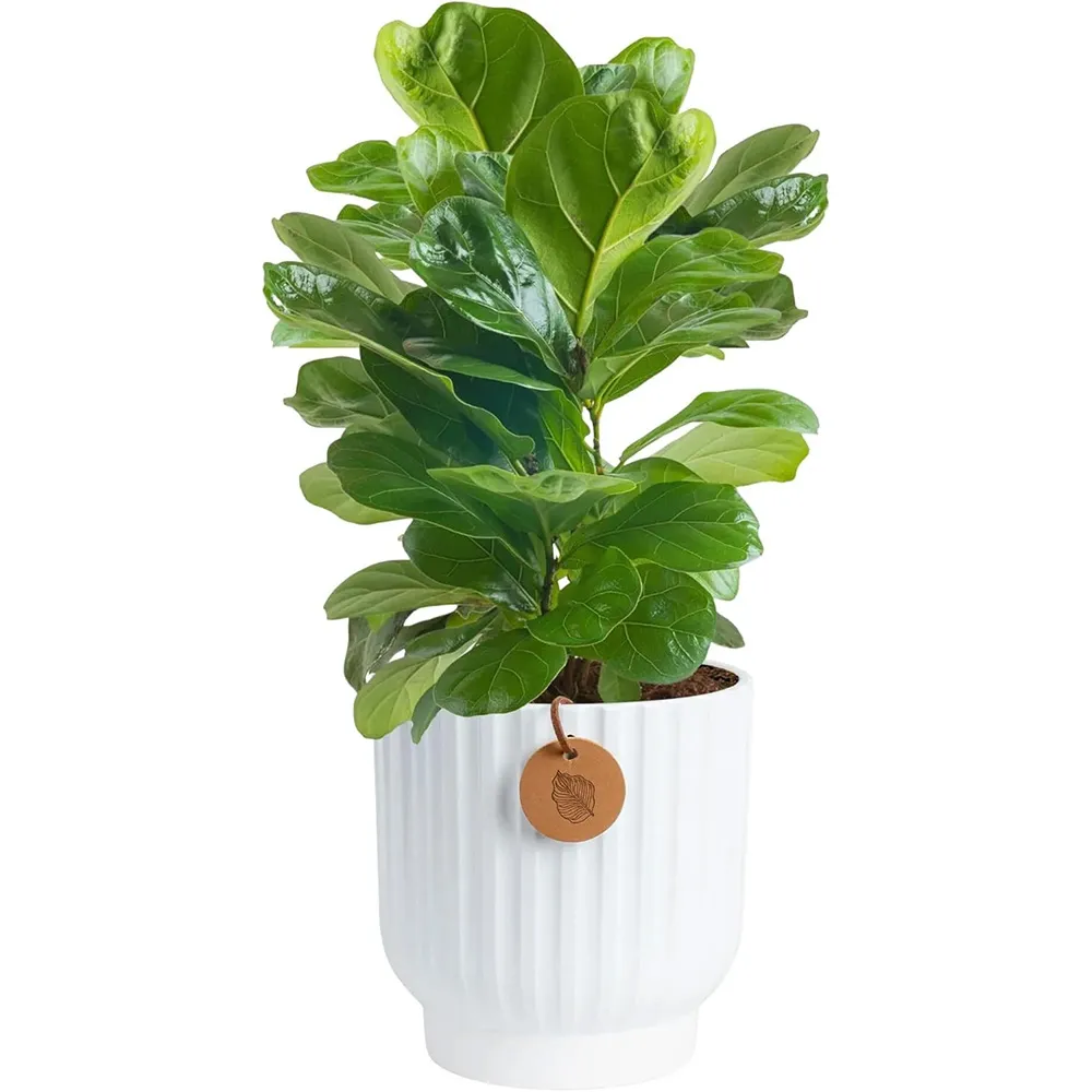 Costa Farms Fiddle Leaf Fig Tree Live Plant