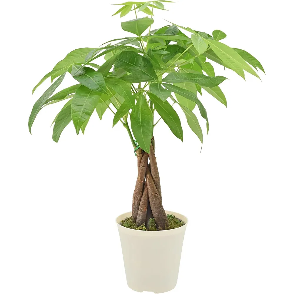 Live Braided Money Tree Pachira Aquatica